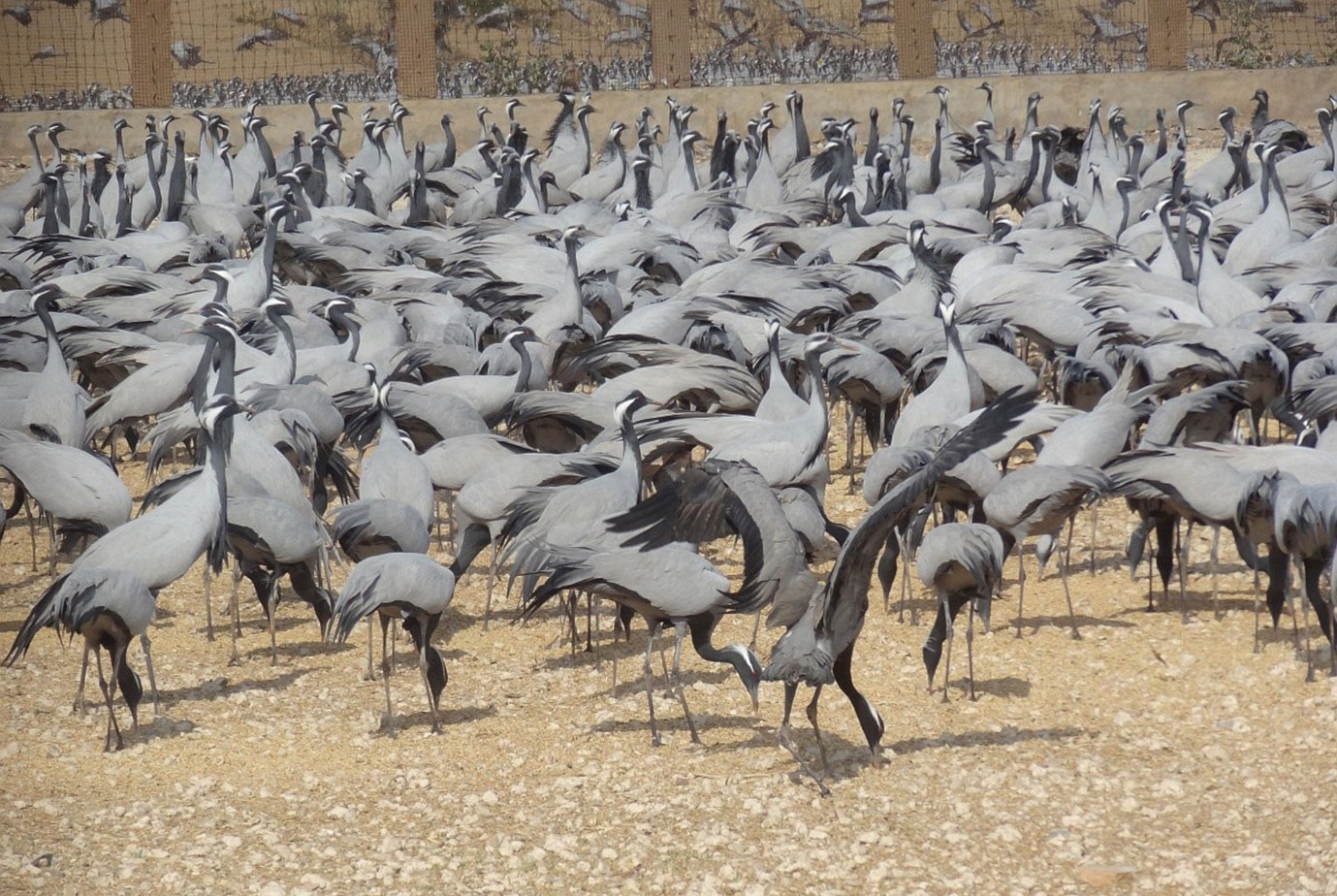 Demoiselle-Crane, Khichan, Rajasthan