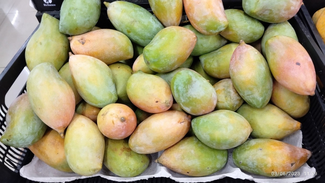 Totapuri Mango, Central India
