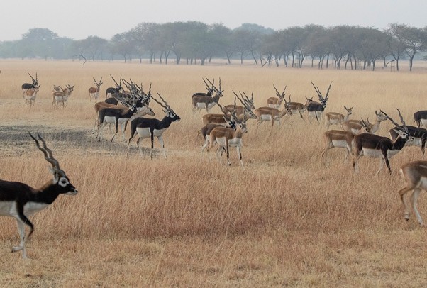Black Buck, Velavadar National Park, Gujarat